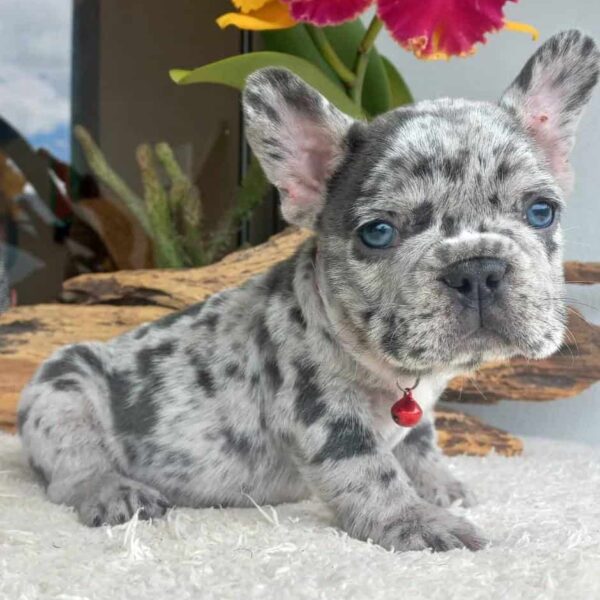 Criadero Bulldog Frances Mascotas Medellin Rionegro Bgt