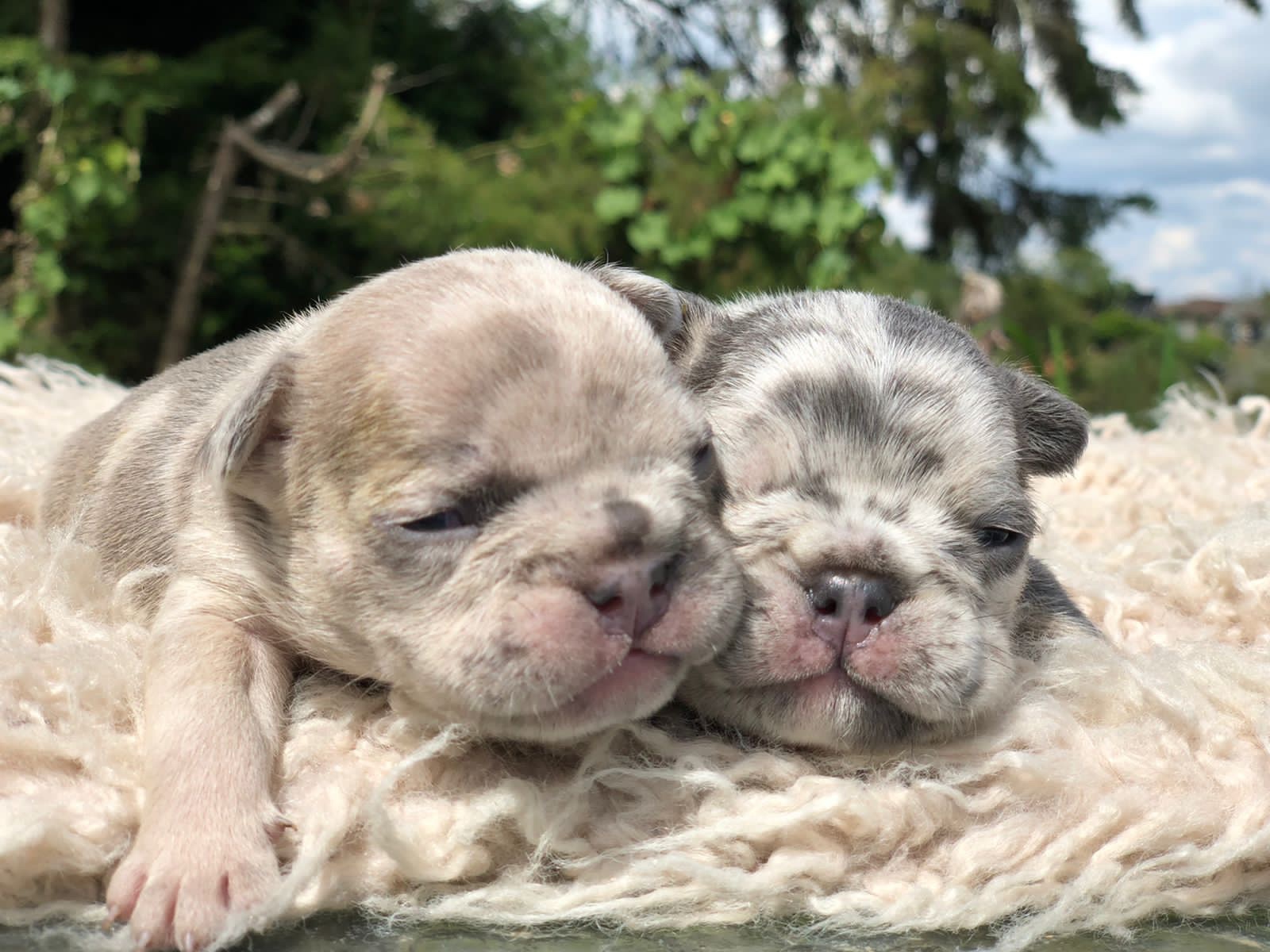 Precio Bulldog Francés Merles Exoticos Medellín Colombia, Criadero de Perros Bulldog Frances en Medellin Colombia