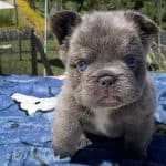 Precio Bulldog Francés Fluffy L4 Lilac Exotic Medellín Colombia