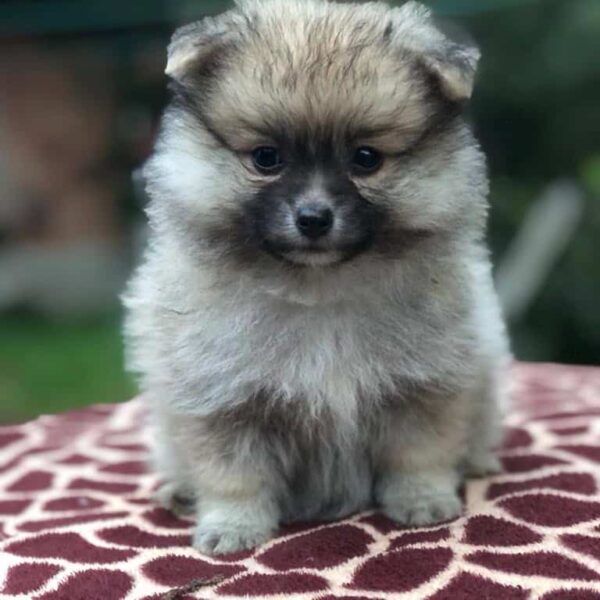 Precio Pomerania Mini en Cartagena