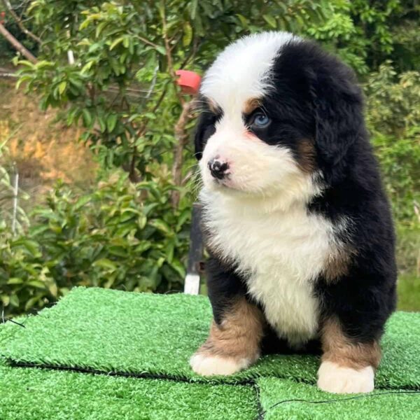 Venta de Perros Bernés de la Montaña en Valledupar