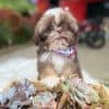 Shih Tzu Perro Precio Mascotas Medellin - Image 2