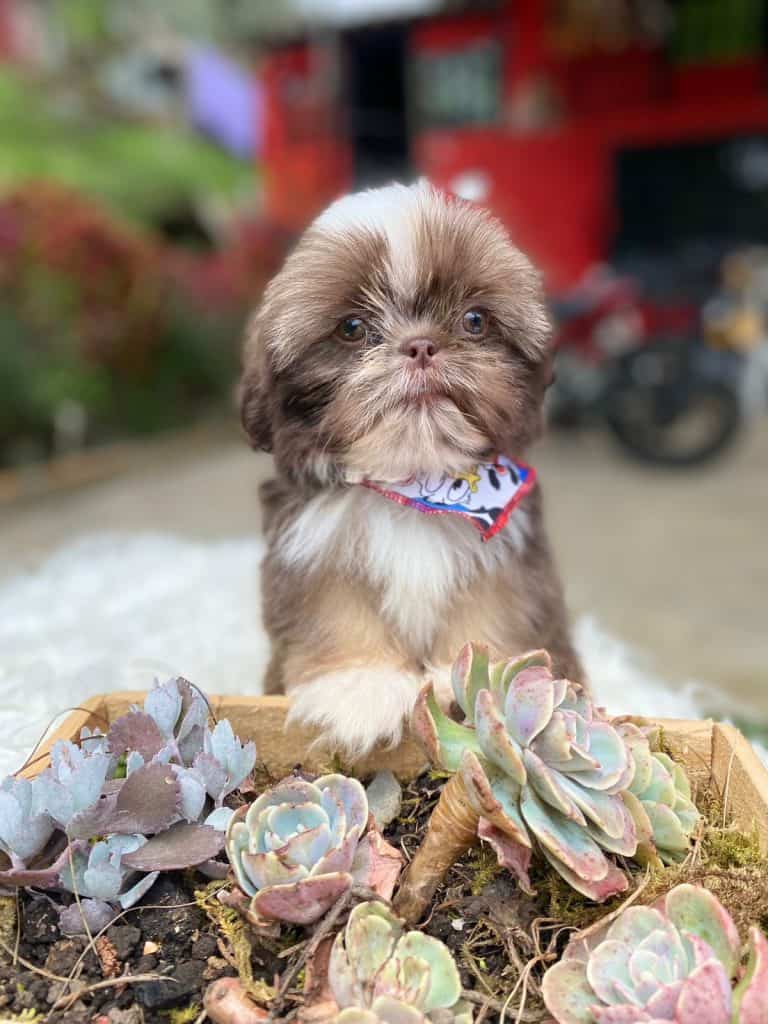 precio visual data 8