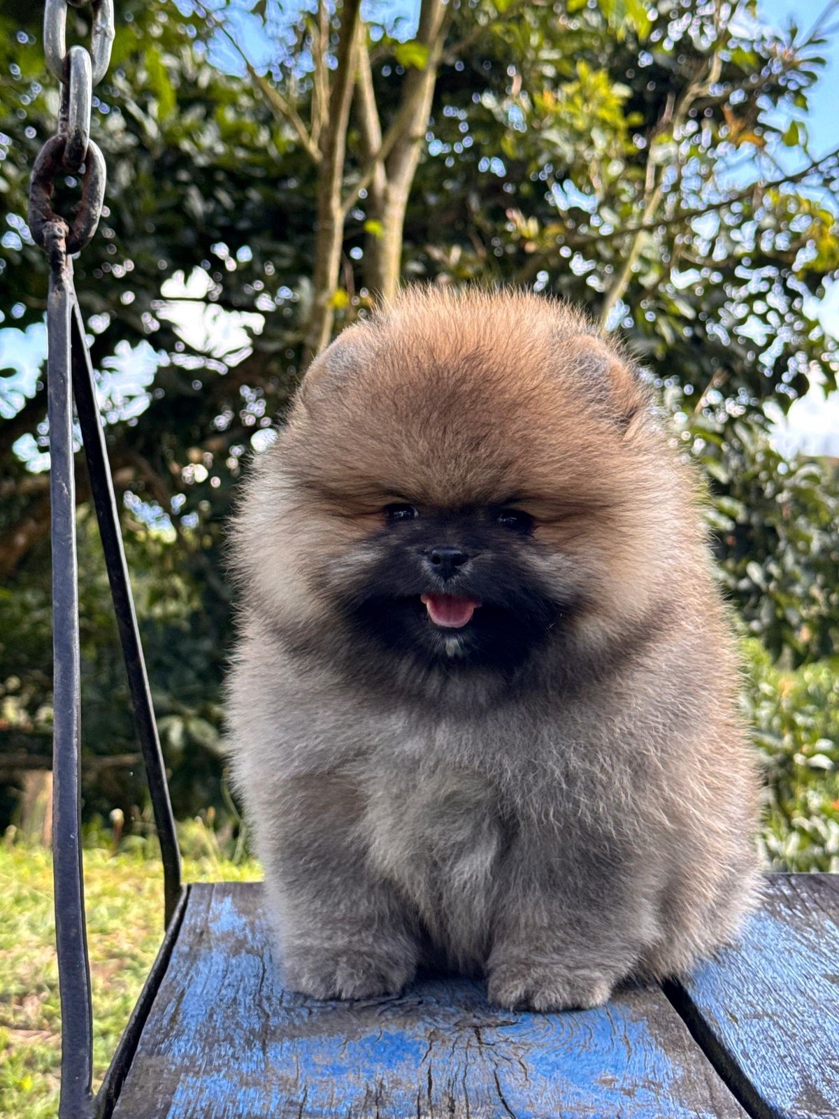 Venta de Perros Pomerania Cara de Oso Medellín 2 Venta de Perros Pomerania Cara de Oso Medellín - Image 2