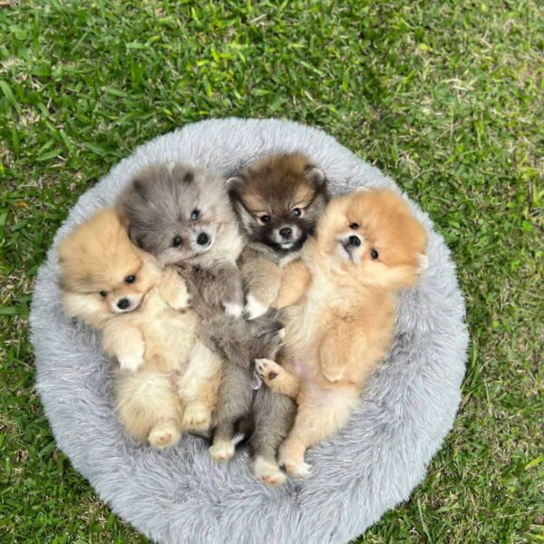 Pomerania Ruso y Tradicional Precio en Medellin