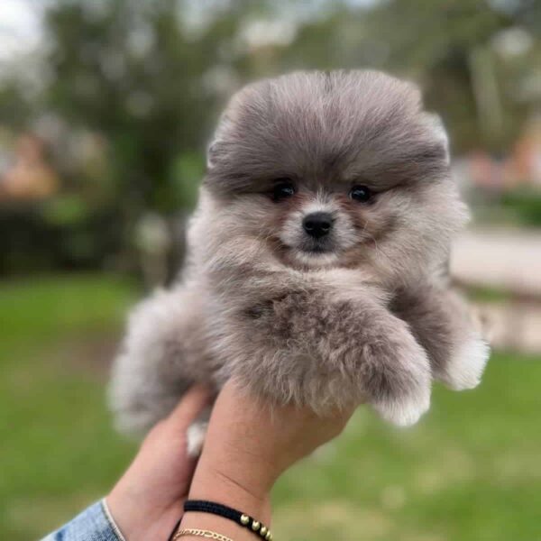 Espectacular Pomerania Ruso Mascotas Rionegro