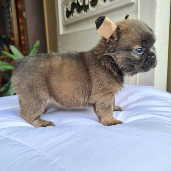 Venta de Perros Francés Fluffy Blue Fawn