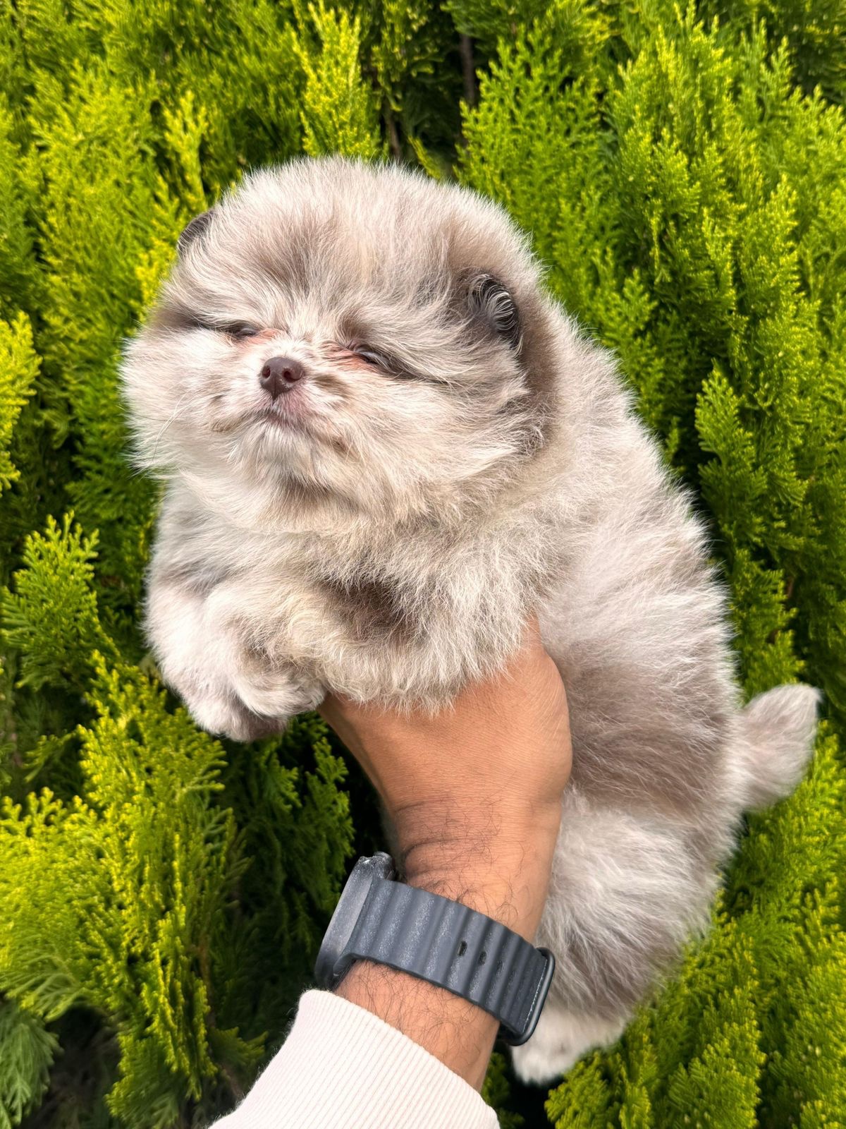 Venta de Perros Pomerania Cara de Oso Medellín 4 Venta de Perros Pomerania Cara de Oso Medellín - Image 4