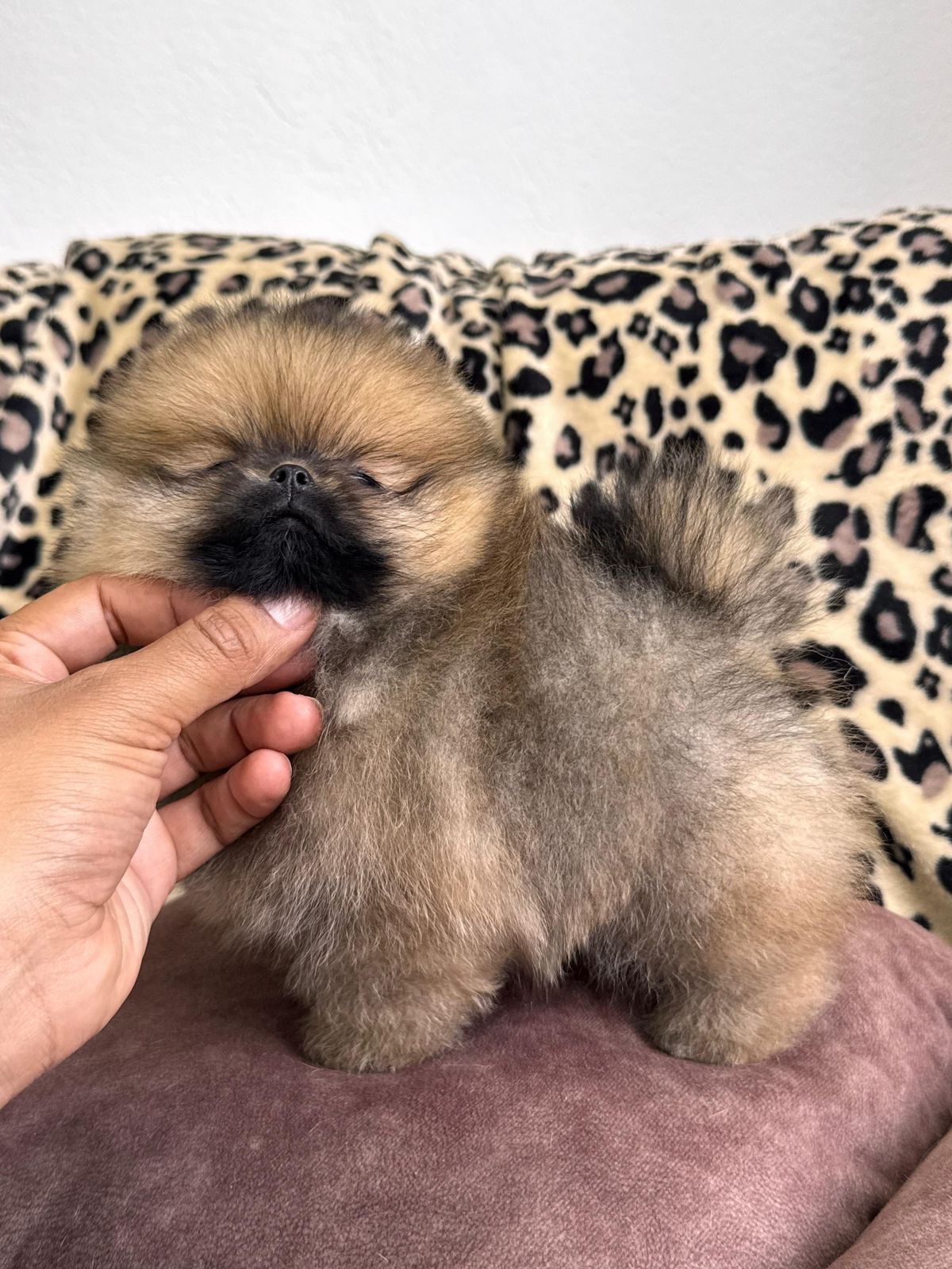 Venta de Perros Pomerania Cara de Oso Medellín 9 Venta de Perros Pomerania Cara de Oso Medellín - Image 9
