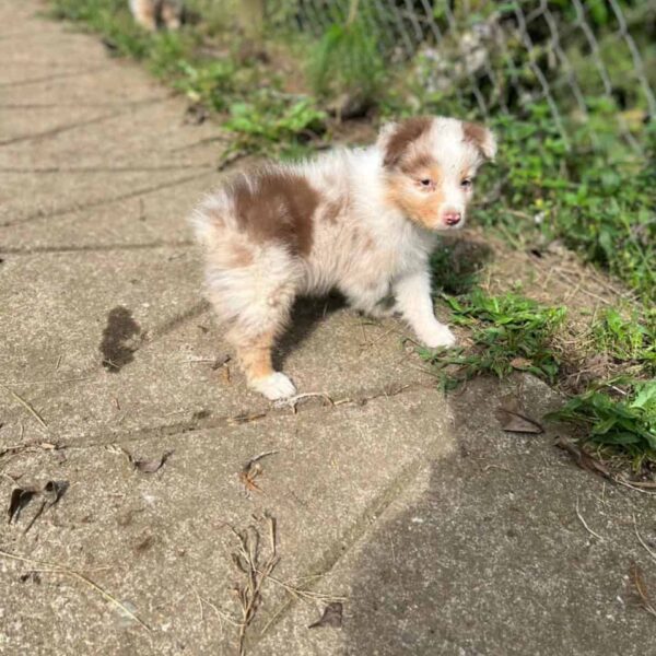 Comprar Pastor Ovejero Australiano Medellín