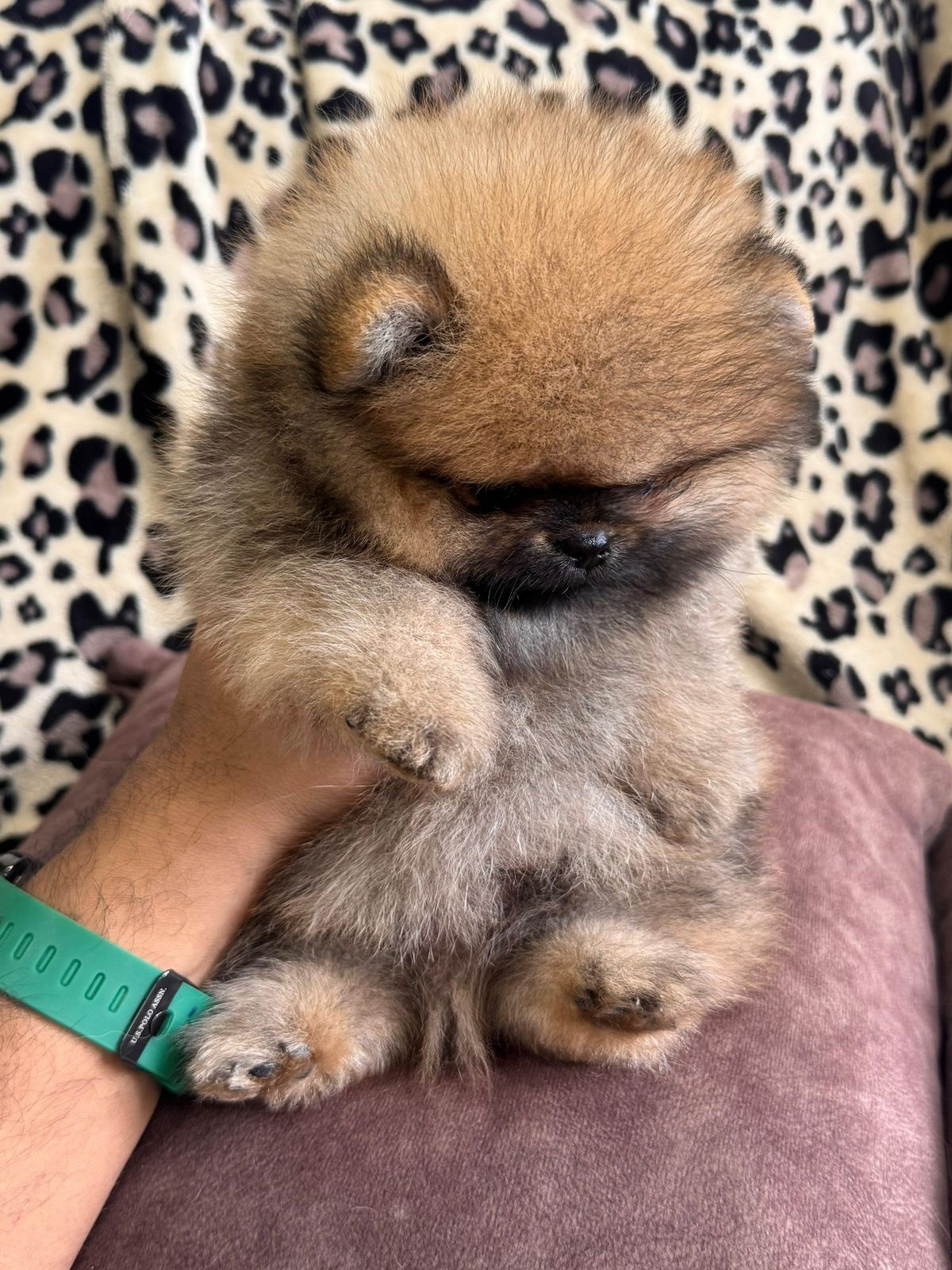 Venta de Perros Pomerania Cara de Oso Medellín 11 Venta de Perros Pomerania Cara de Oso Medellín - Image 11