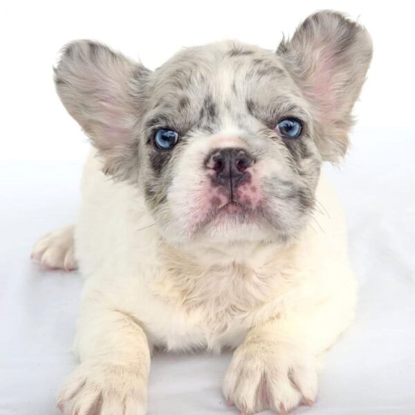 Bulldog Frances Fluffy Criadero de Perros Mascotas Medellín