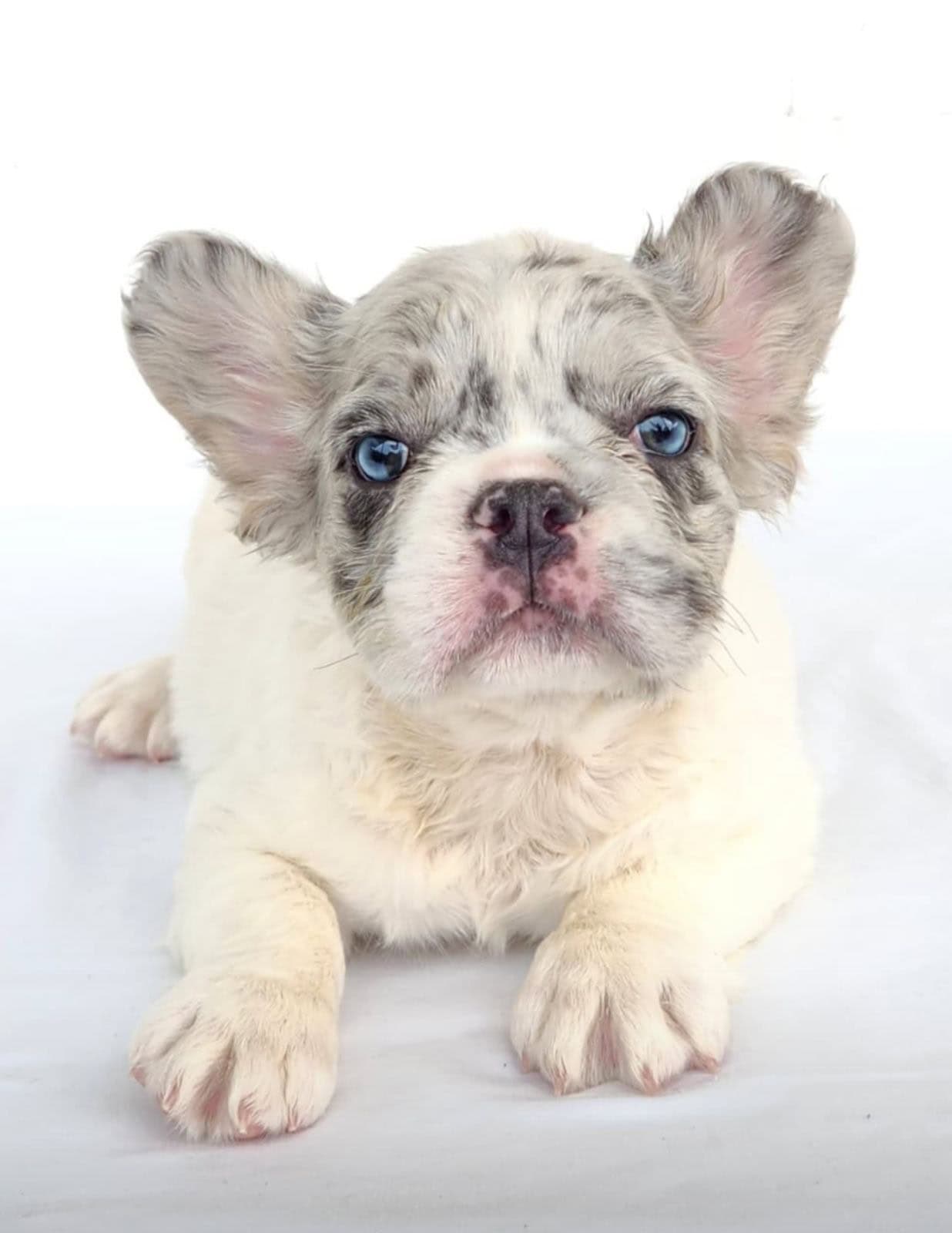 Venta de Perros Bulldog Francés Precio Cali 1 Bulldog Frances Fluffy Criadero de Perros Mascotas Medellín