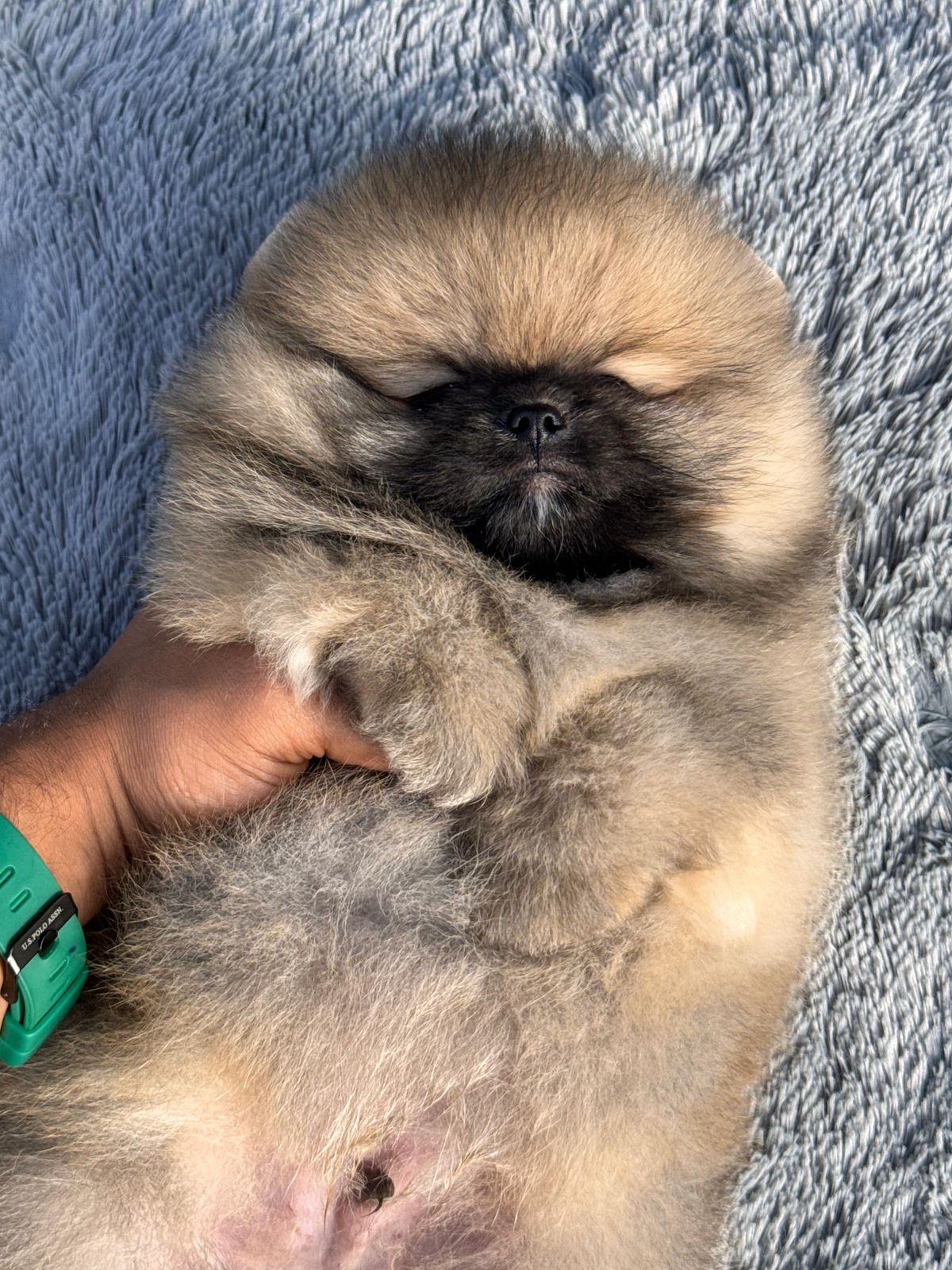 Venta de Perros Pomerania Cara de Oso Medellín 12 Venta de Perros Pomerania Cara de Oso Medellín - Image 12