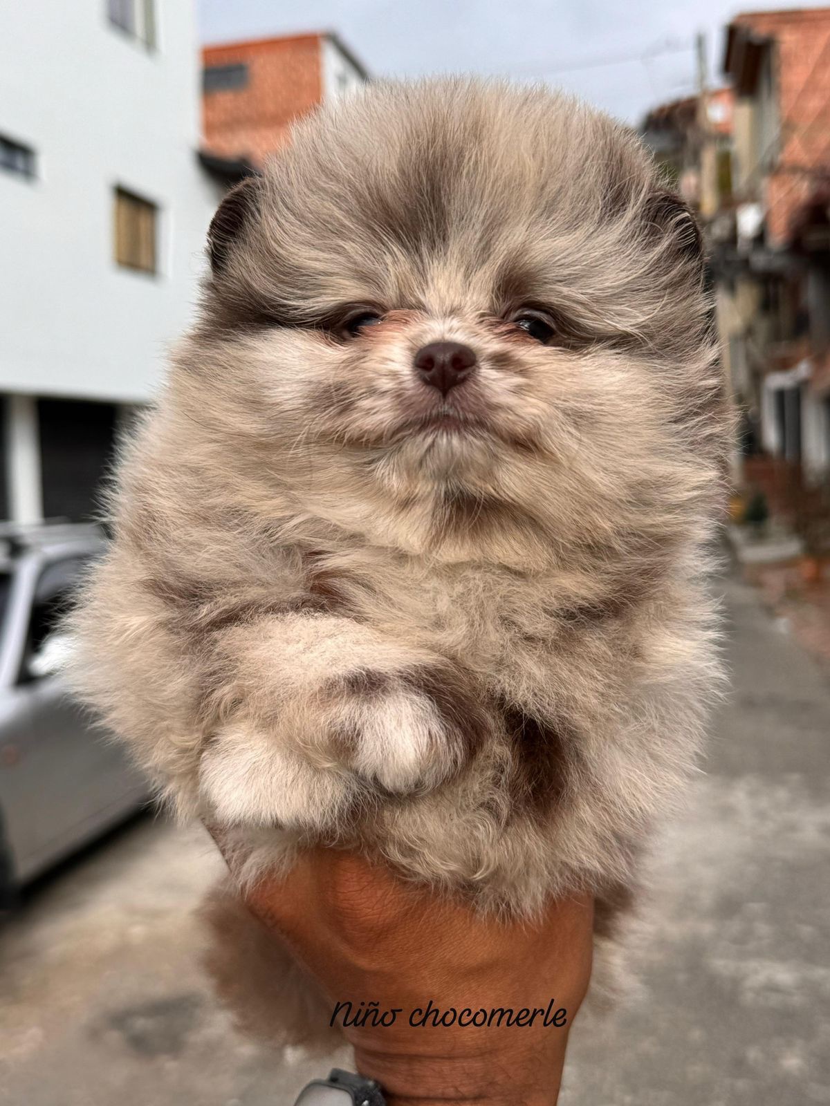 Venta de Perros Pomerania Cara de Oso Medellín 7 Venta de Perros Pomerania Cara de Oso Medellín - Image 7