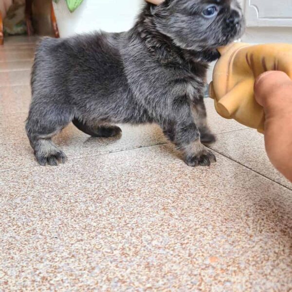 Comprar Perro Bulldog Francés Fluffy Blue At