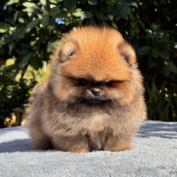 Venta de Perros Pomerania Cara de Oso Medellín