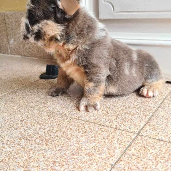 Comprar Bulldog Francés Fluffy Merle en Colombia