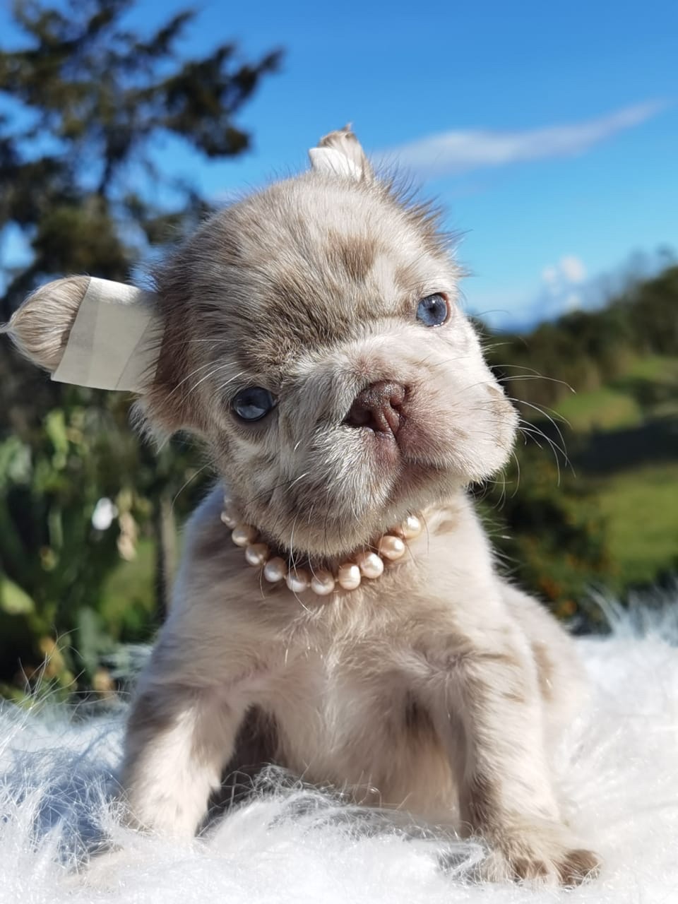 Venta de Bulldog Francés Fluffy Lilac Merle 1 Venta de Bulldog Francés Fluffy Lilac Merle