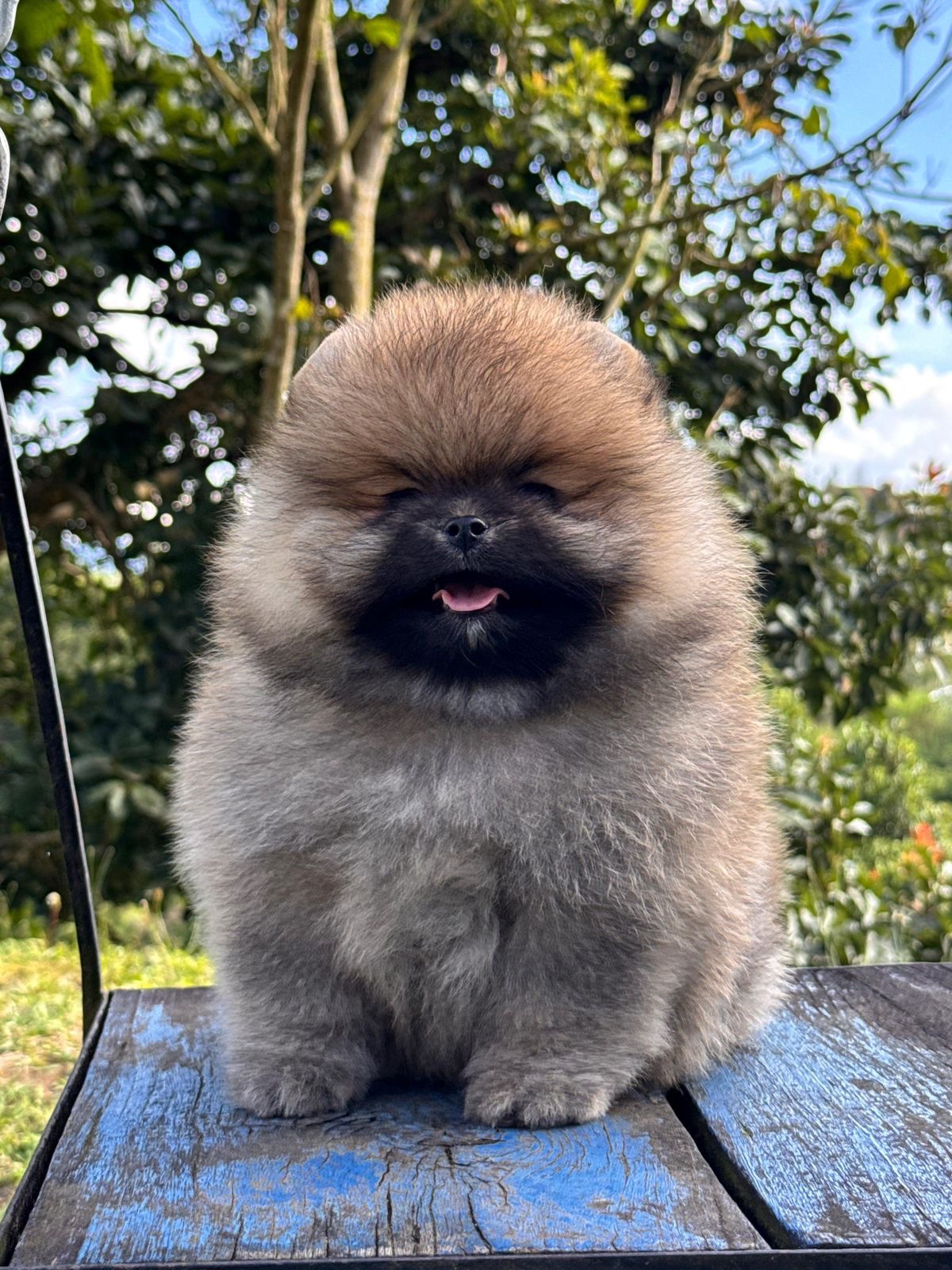 Venta de Perros Pomerania Cara de Oso Medellín 13 Venta de Perros Pomerania Cara de Oso Medellín - Image 13