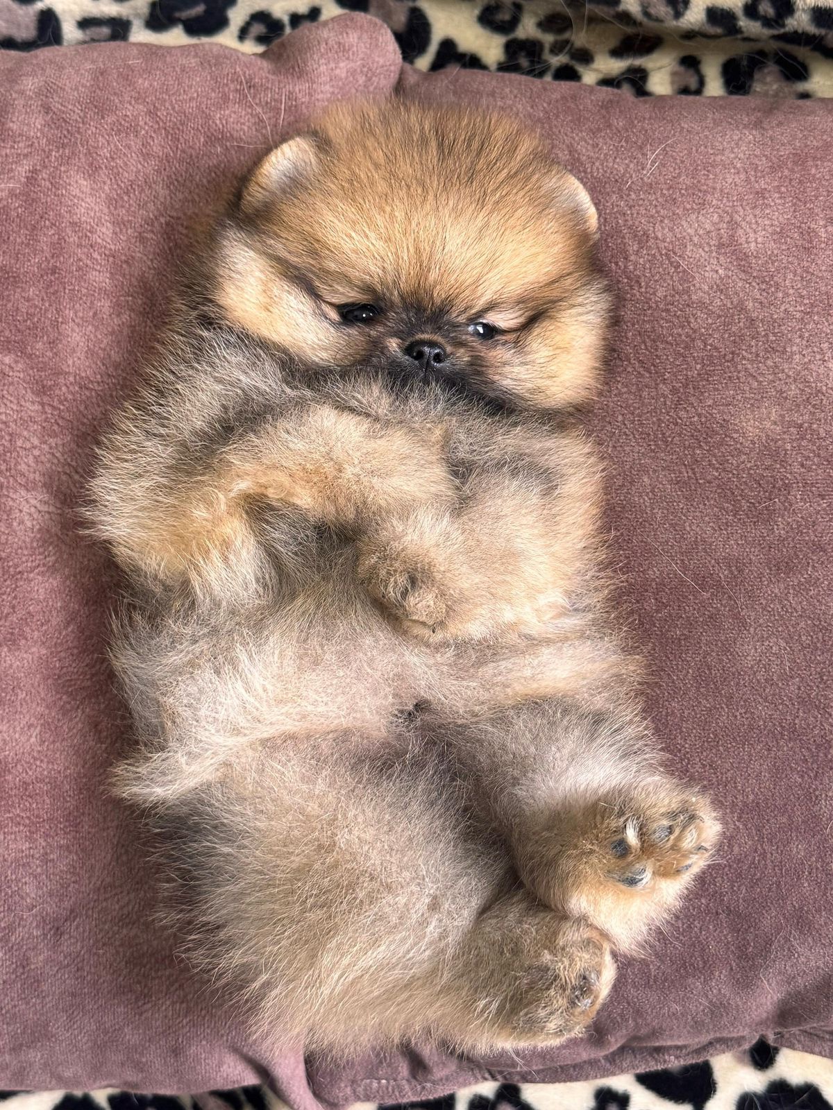 Venta de Perros Pomerania Cara de Oso Medellín 10 Venta de Perros Pomerania Cara de Oso Medellín - Image 10