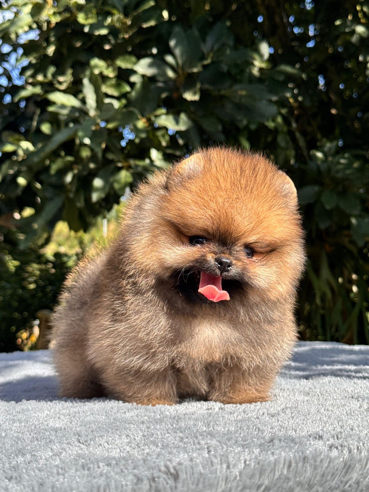 Venta de Perros Pomerania Cara de Oso Medellín 14 Venta de Perros Pomerania Cara de Oso Medellín - Image 14