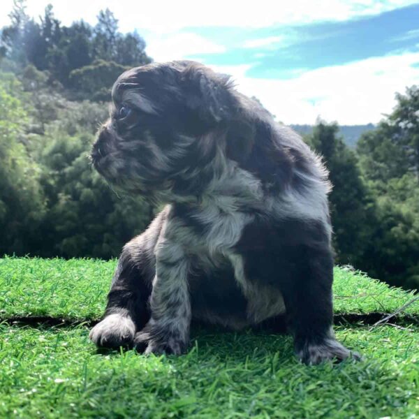 Venta de Fluffy Hembra Black Merle Colombia