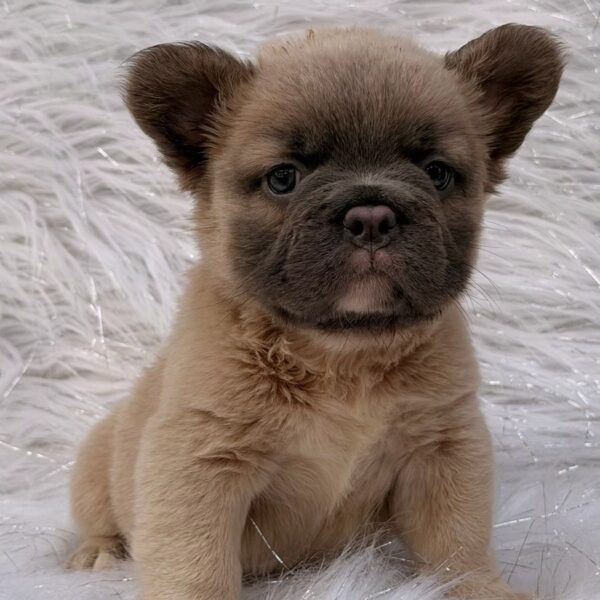 Venta Bulldog Francés Big Rope Fluffy Colombia