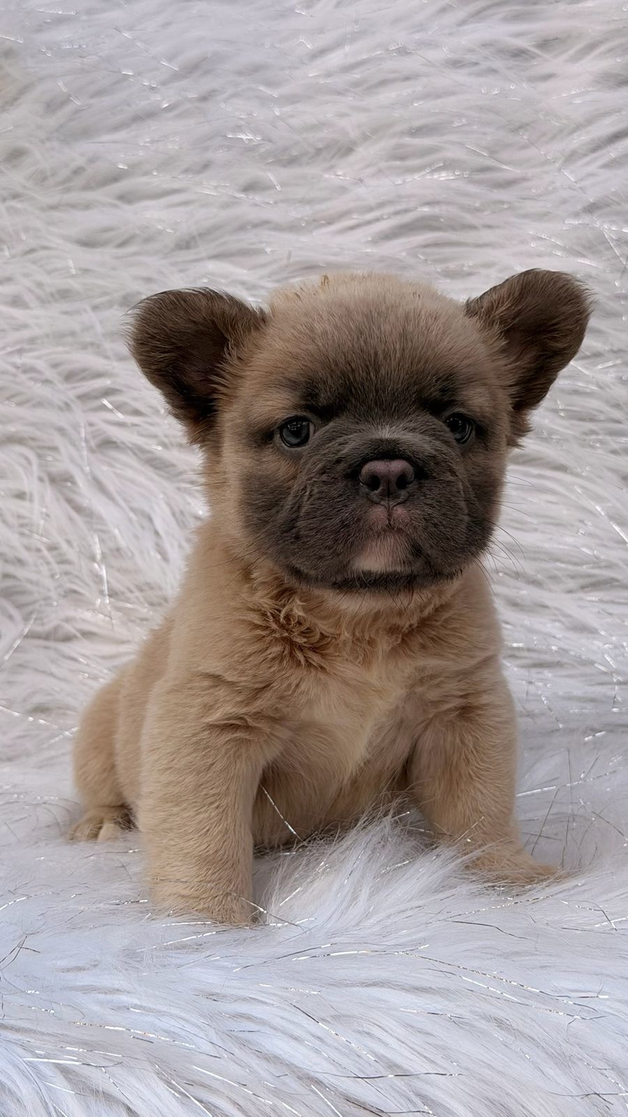 Venta Bulldog Francés Big Rope Fluffy Colombia 1 Venta Bulldog Francés Big Rope Fluffy Colombia