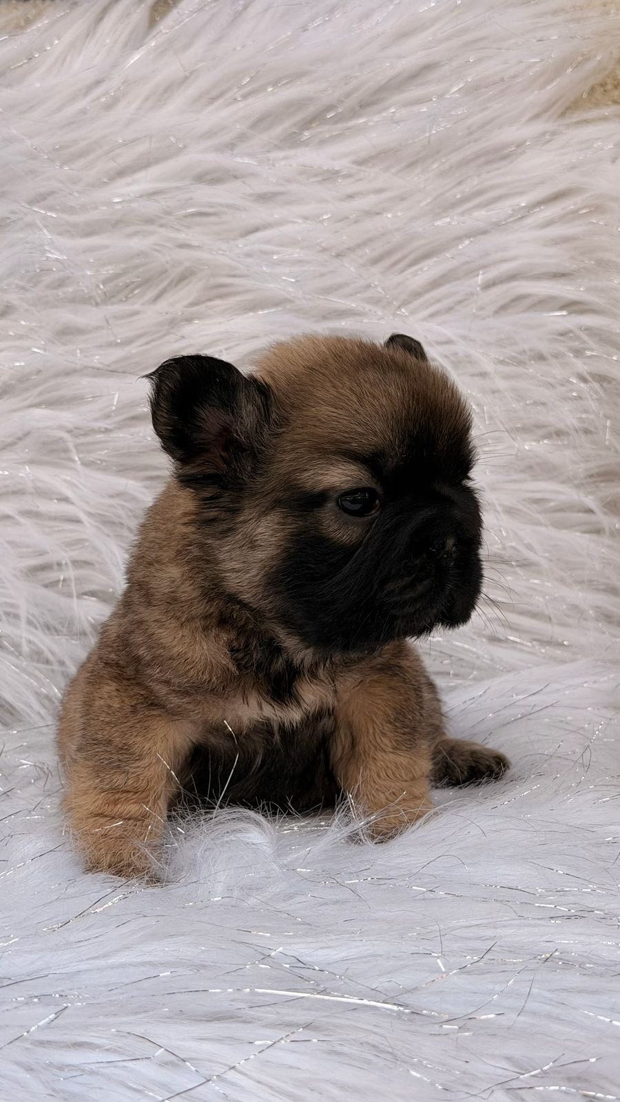 Venta Bulldog Francés Big Rope Fluffy Colombia 5 Venta Bulldog Francés Big Rope Fluffy Colombia - Image 5