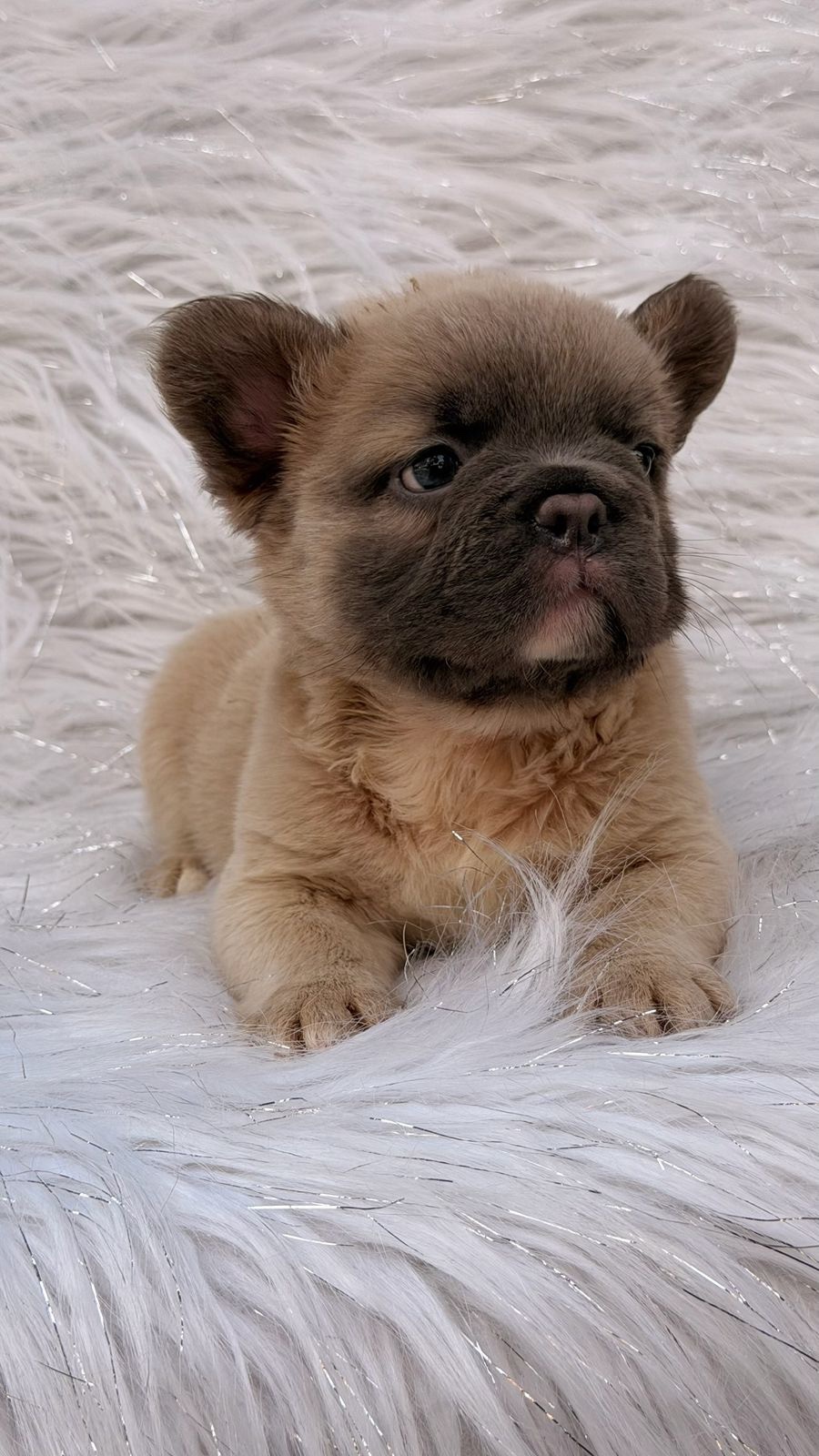 Venta Bulldog Francés Big Rope Fluffy Colombia 2 Venta Bulldog Francés Big Rope Fluffy Colombia - Image 2