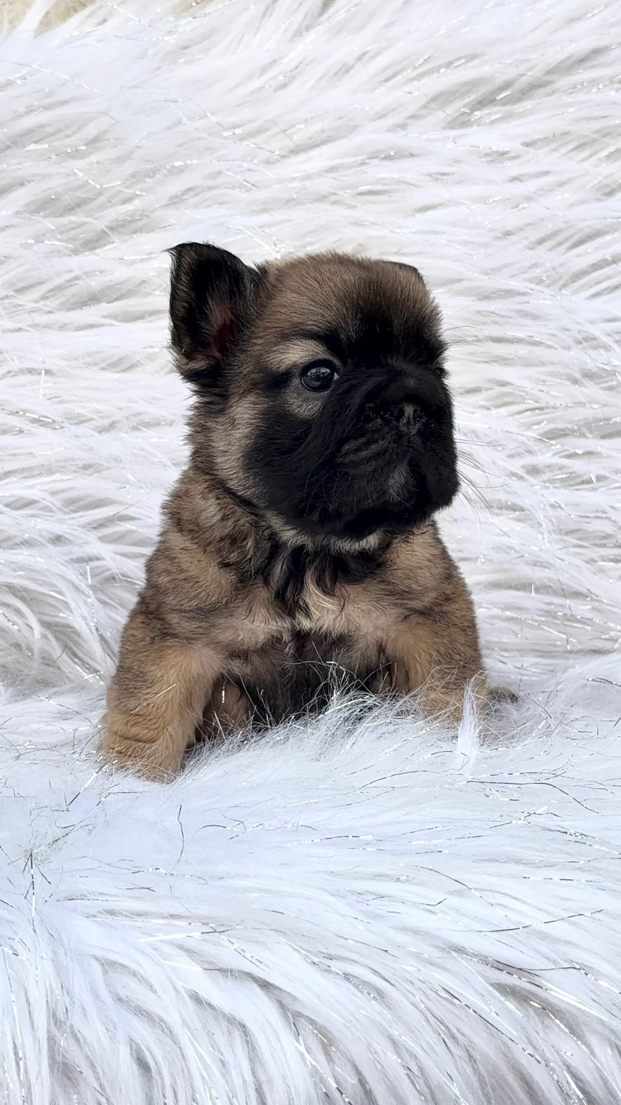 Venta Bulldog Francés Big Rope Fluffy Colombia 6 Venta Bulldog Francés Big Rope Fluffy Colombia - Image 6