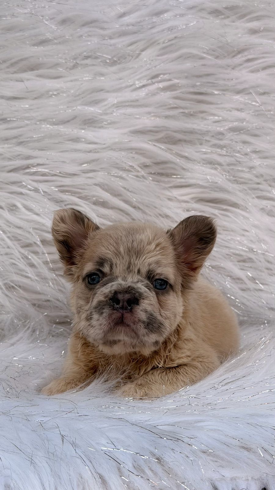 Venta Bulldog Francés Big Rope Fluffy Colombia 3 Venta Bulldog Francés Big Rope Fluffy Colombia - Image 3