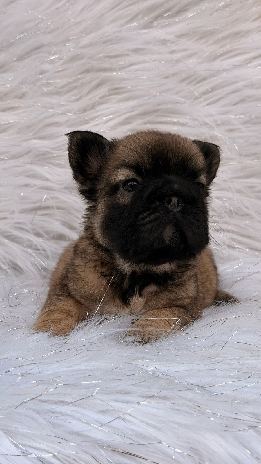 Venta Bulldog Francés Big Rope Fluffy Colombia 4 Venta Bulldog Francés Big Rope Fluffy Colombia - Image 4