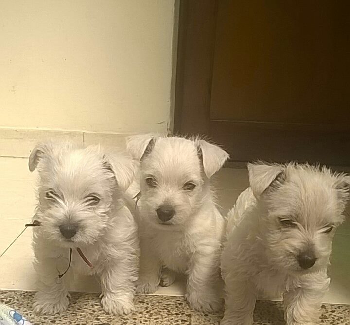 Criadero West Highland White Terrier westy