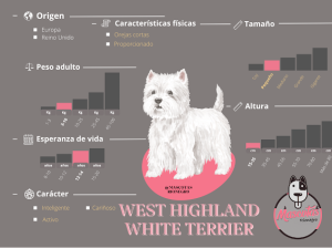 West Highland White Terrier westy