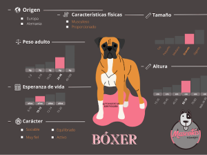 Ficha Criadero de perros Bóxer