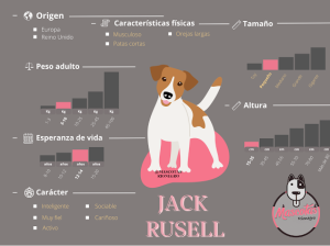 Jack Russell Terrier