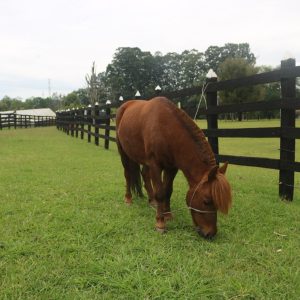 Criadero de Caballos Medellin