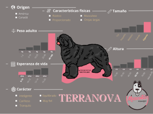 Terranova