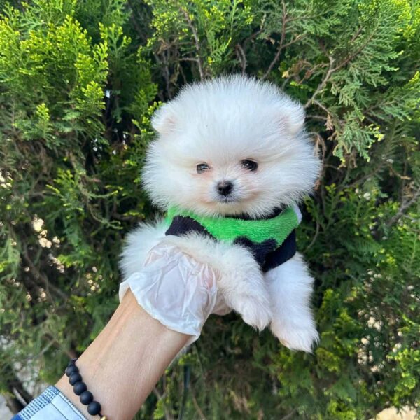 Venta de Perros Pomeranias Línea Coreana