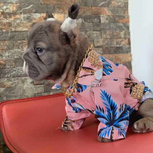 Comprar Frenchies Fluffy Big Rope Precio Bogotá Colombia