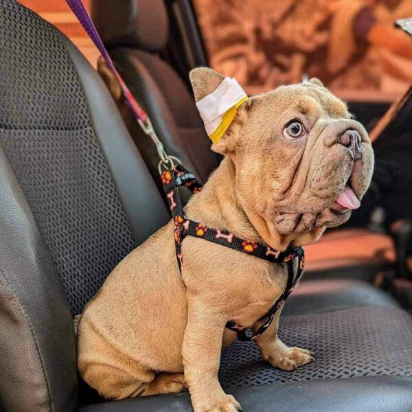 Venta de Frenchies Big Rope