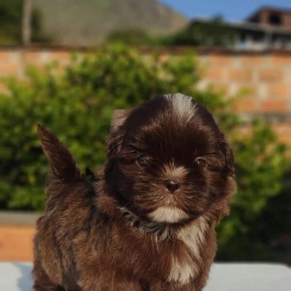 Venta de Shih tzu chocolate