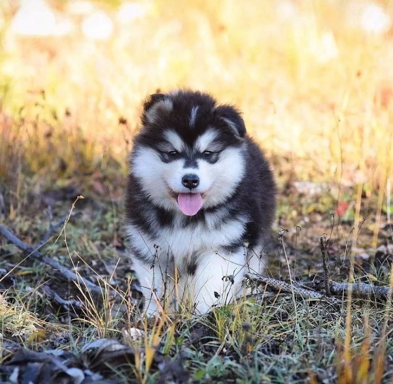 Criadero Alaskan Malamute