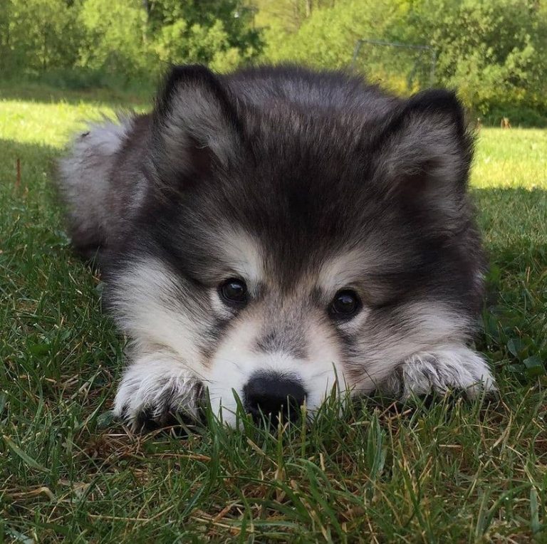 Alaskan Malamute