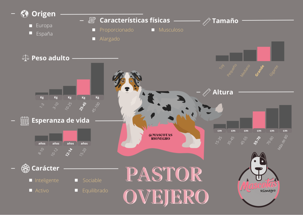 Ficha Criadero Pastor Ovejero Australiano Mascotas Medellin