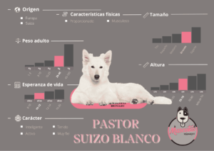 Ficha Criadero de Perros Pastor Suizo Blanco Mascotas Medellin