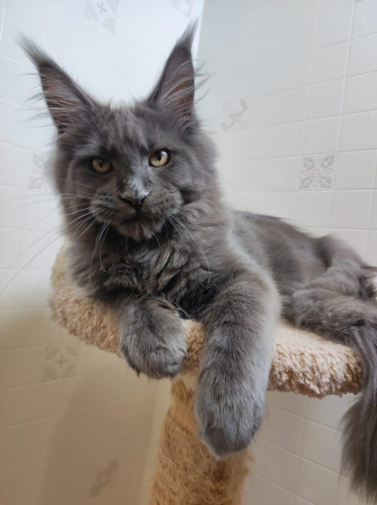 Maine Coon