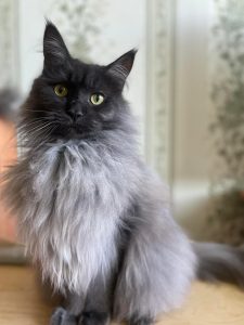 Maine Coon